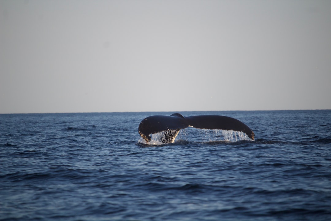 Whale Activity and Implications