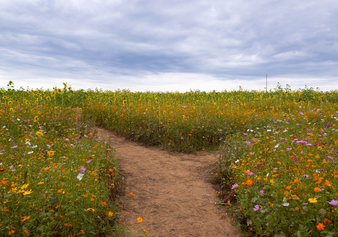 Two Taxonomy Paths: Yield vs. Growth With Risk Overlay