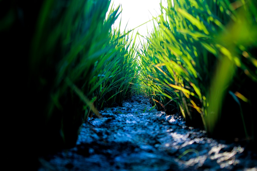 Voices From the Field: What Advisors Recommend