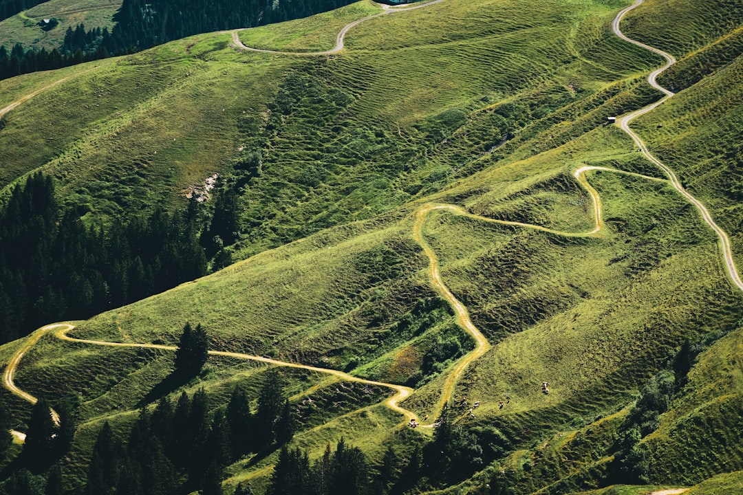 Global Regimes, Diverging Paths
