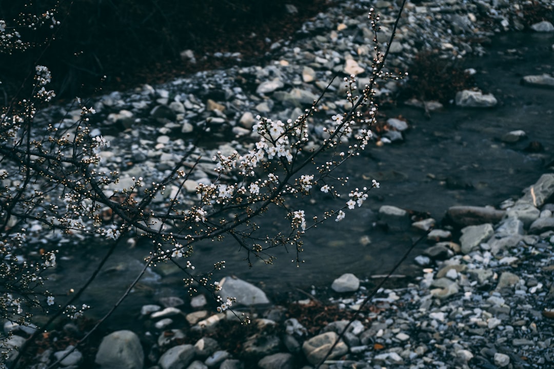almonds, Water, and the Environmental Trade-offs