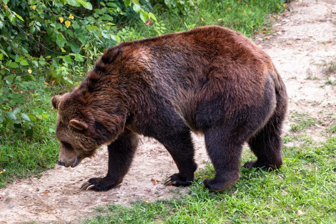 Bear Case And Risk Factors