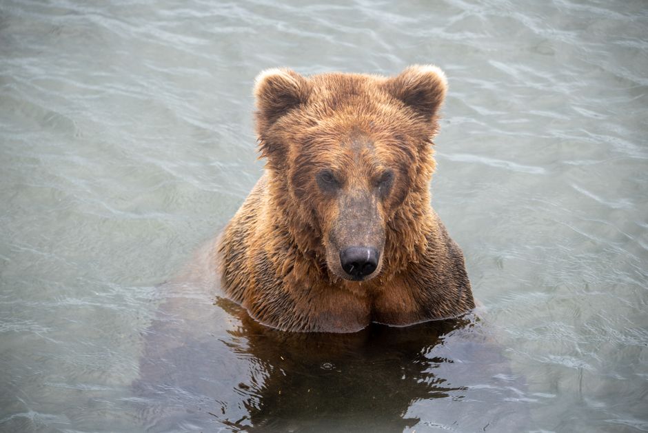 Bear case and what to watch