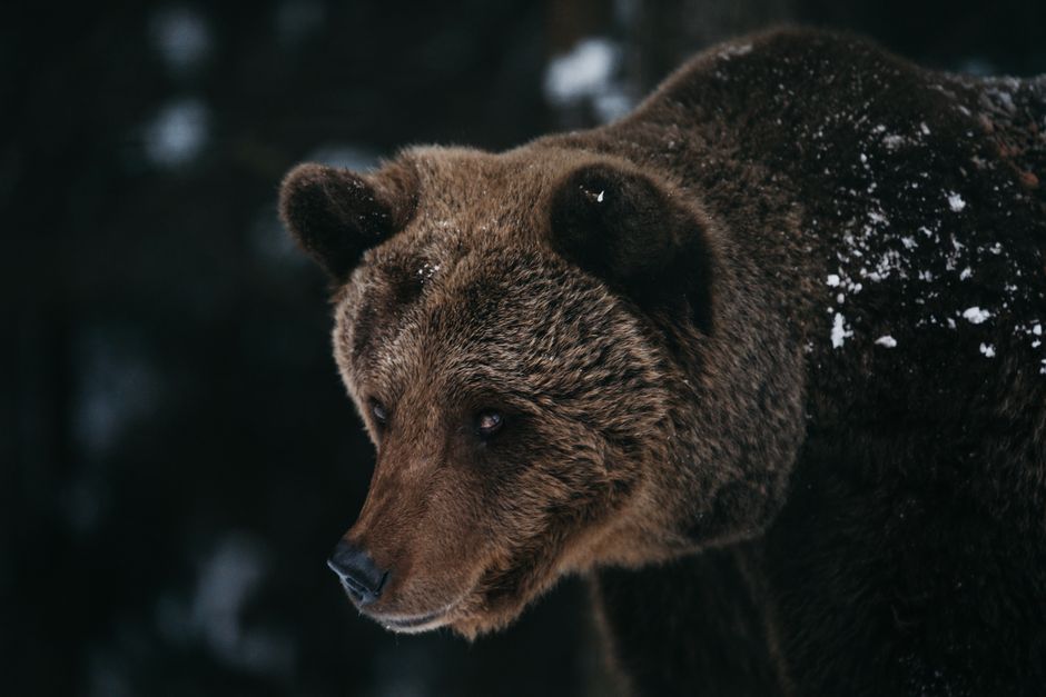 The bear case and key risks