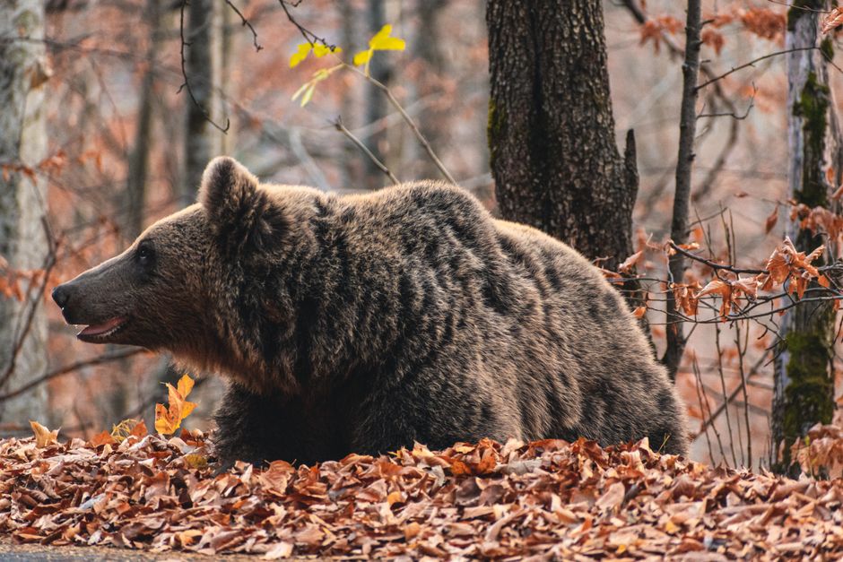 The Bear Case: The AI Trap and Risks to Watch