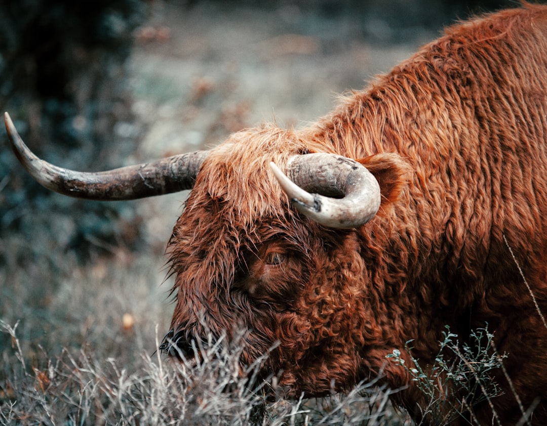 The Case for a Massive $20K Bull Market