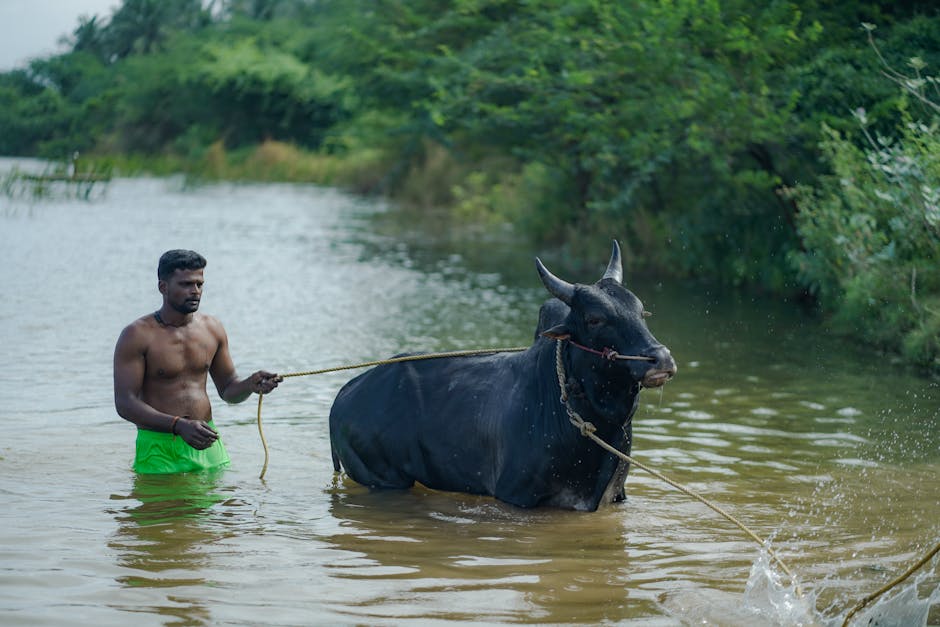 Where Bulls See Upside