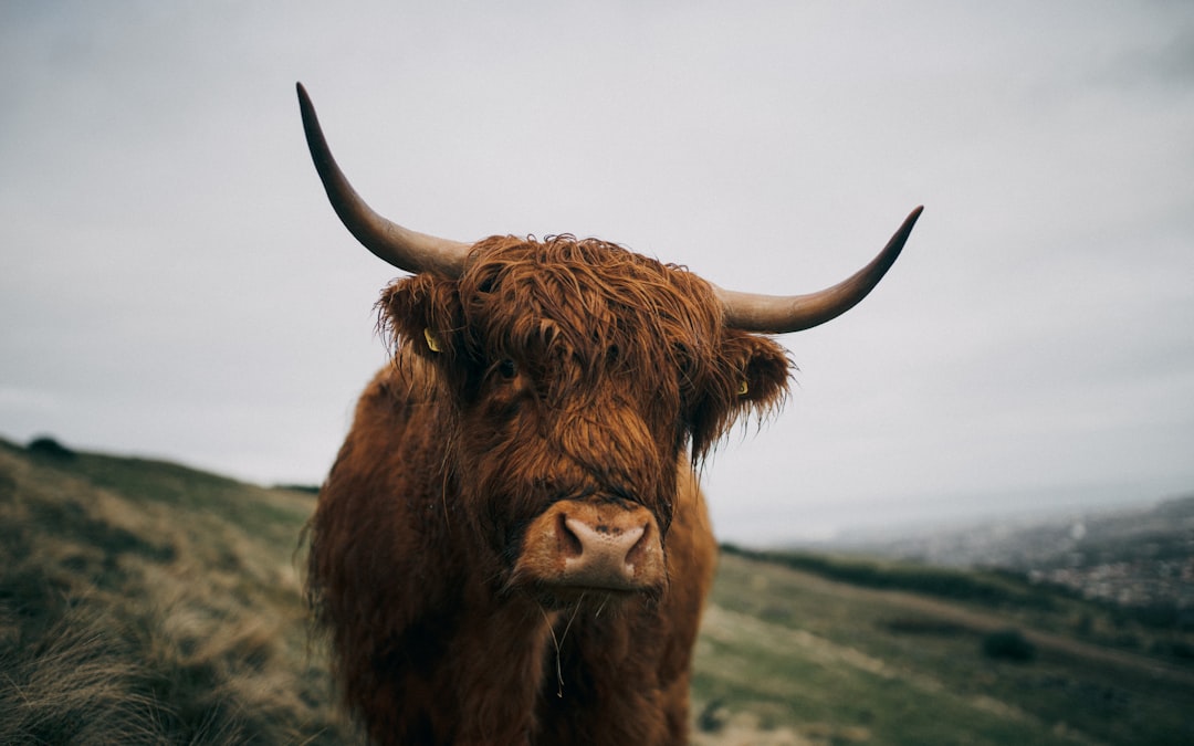 Why Bulls See a Breakout Ahead