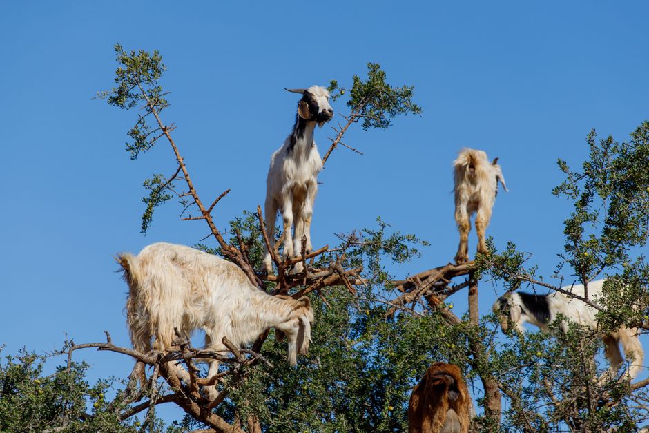 The argan stock rally still has momentum: what’s behind the move
