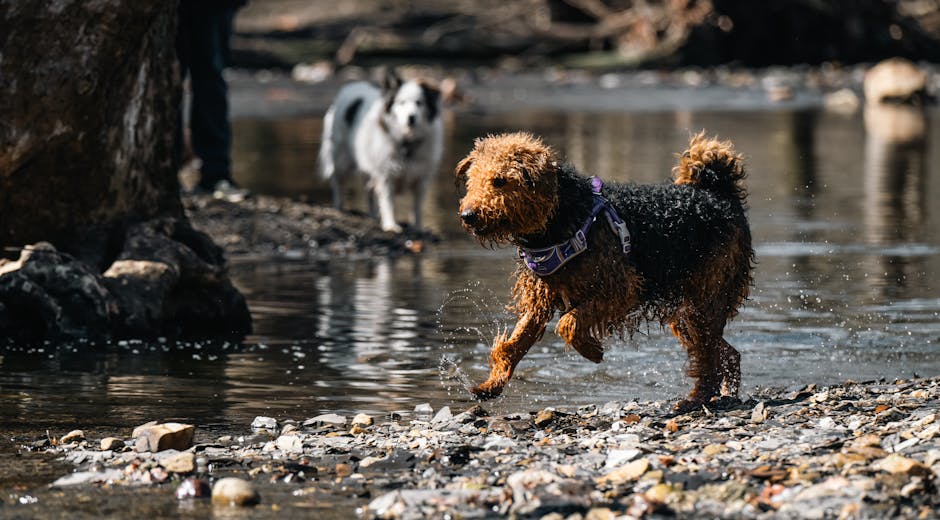 What to Expect in bark (bark) 2026 Earnings: Revenue, Margins, and Cash Flow