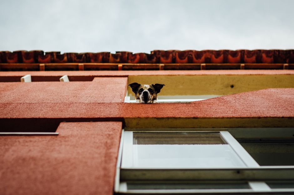 Key Risks to Watch in bark (bark) 2026 Earnings