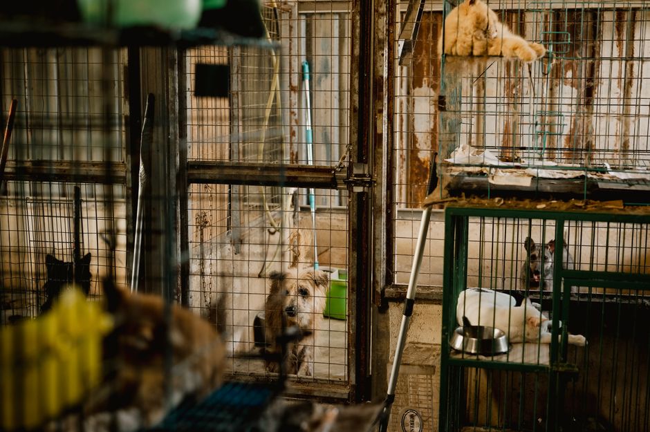 Beagle Welfare, Adoption Outlook, and Financial Outlook for the Sector