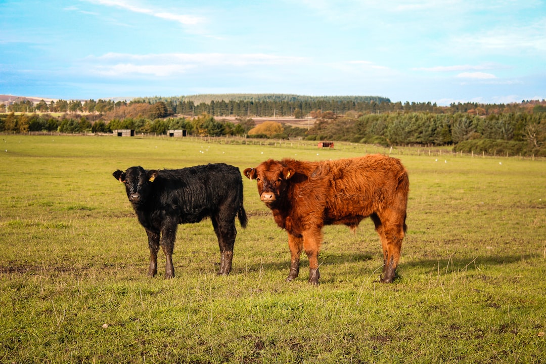 What This Means for Households: Beef Becoming Luxury Prices