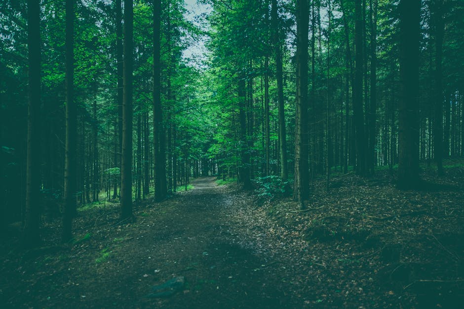 Political dynamics and the path forward