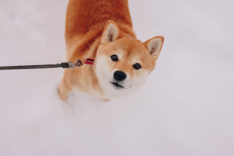 Shiba Inu: The Case for Growth Trajectory and Community Power