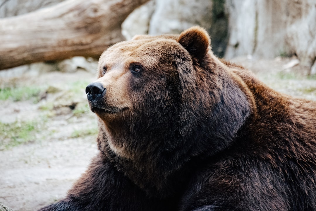 The Bear Case Gains Traction