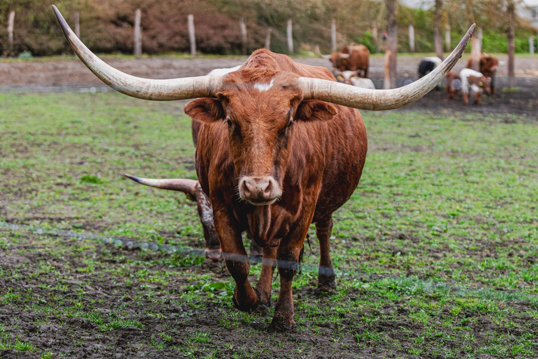 What It Means for Bulls: The ETF as a Potential Exit Valve