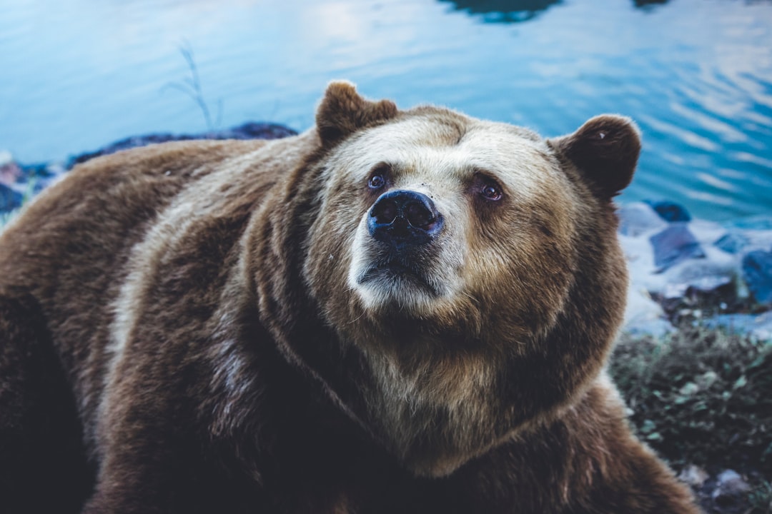 c3.ai bigbear.ai: what quarterly signals to watch