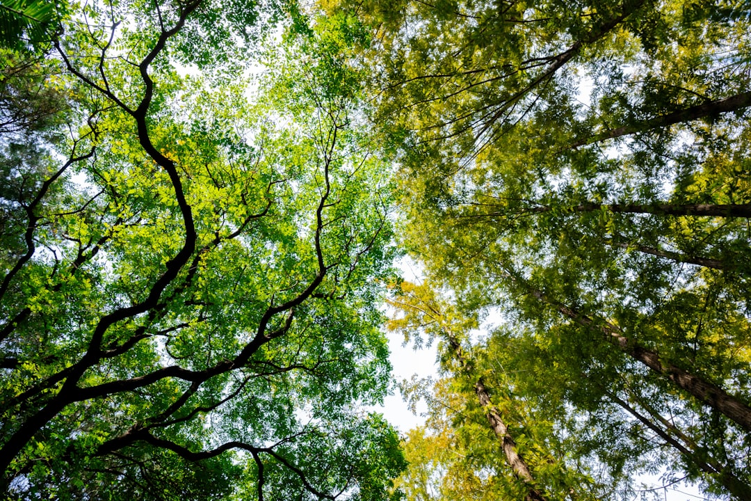Key Takeaways for Canopy Growth Investors