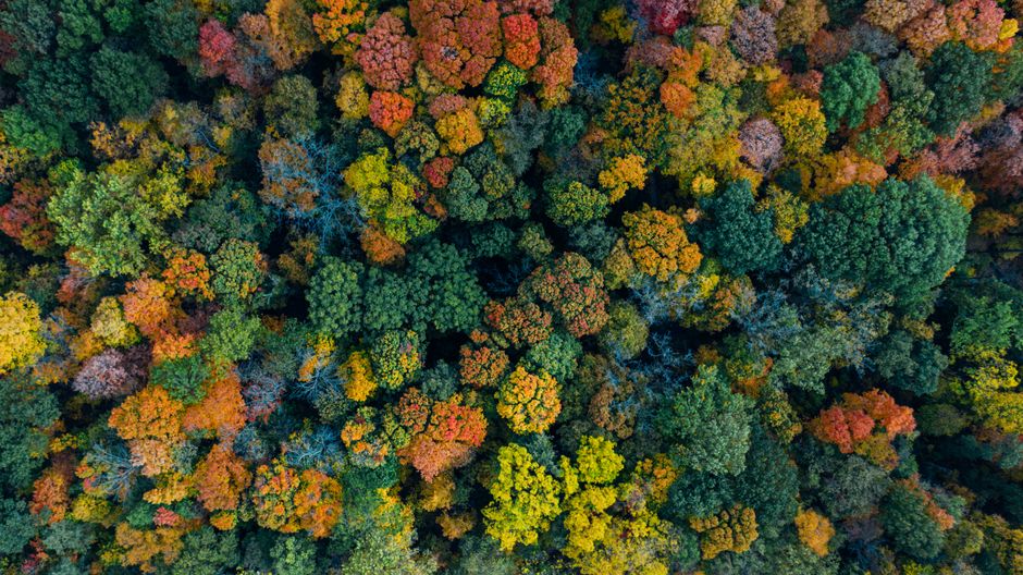 What Has Changed for Canopy Growth?