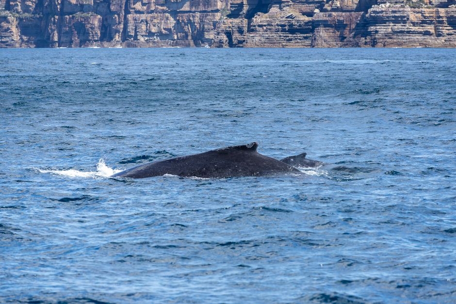 Whale Activity: No Clear Accumulation Signal Yet