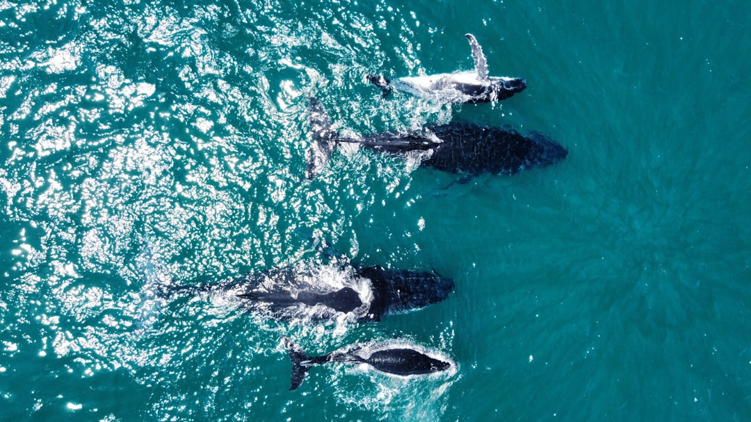 Whales Are Buying, Short-Term Traders Are Short
