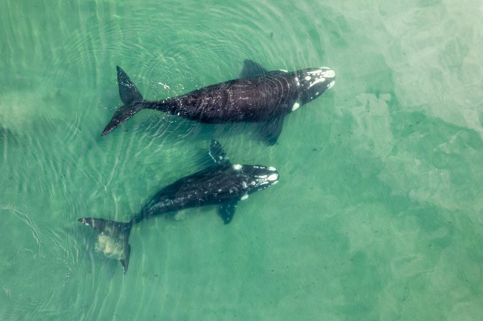 On‑Chain Dynamics and Whale Activity