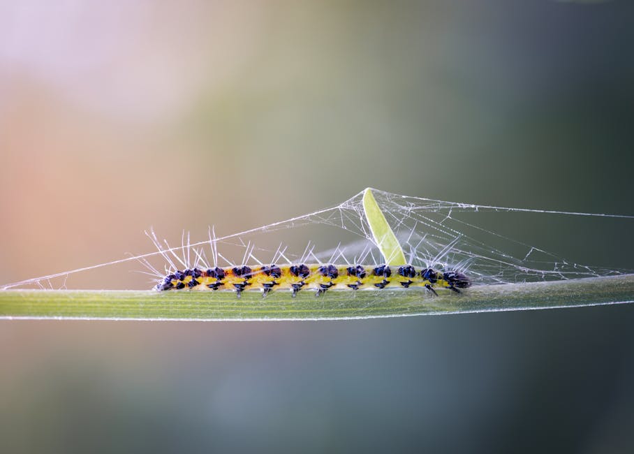 How to Play Caterpillar in Your Portfolio