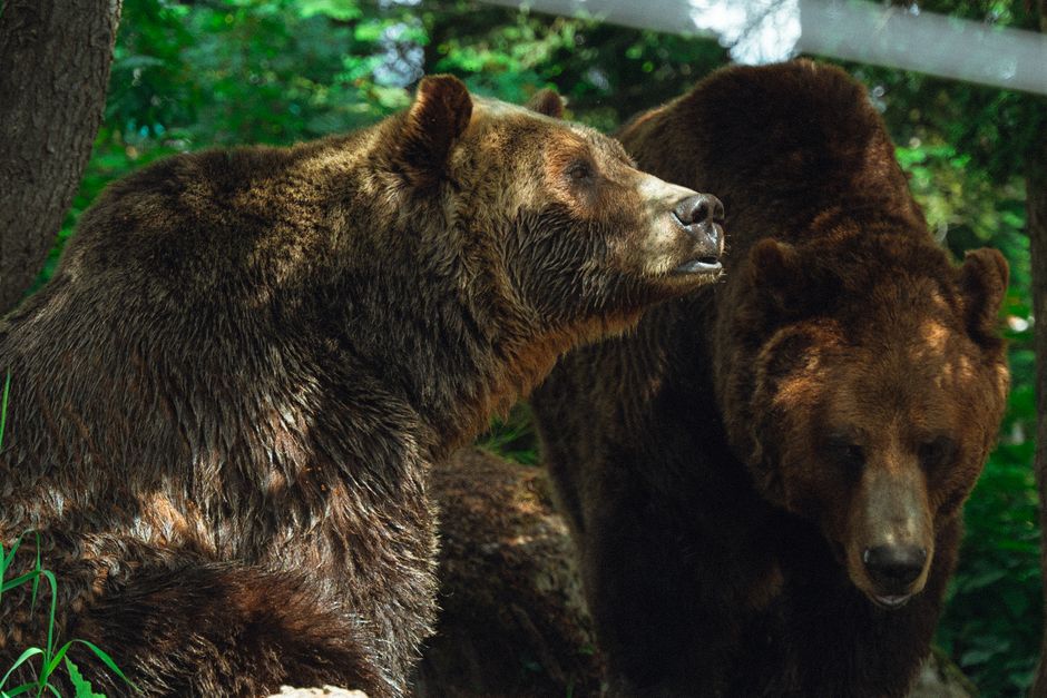 The Bear Case: Costs, Tariffs and a Premium Valuation