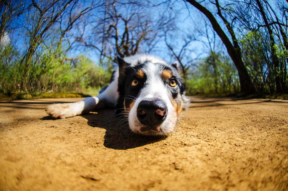 Bottom Line: The Path Forward For chewy stock revenue margins
