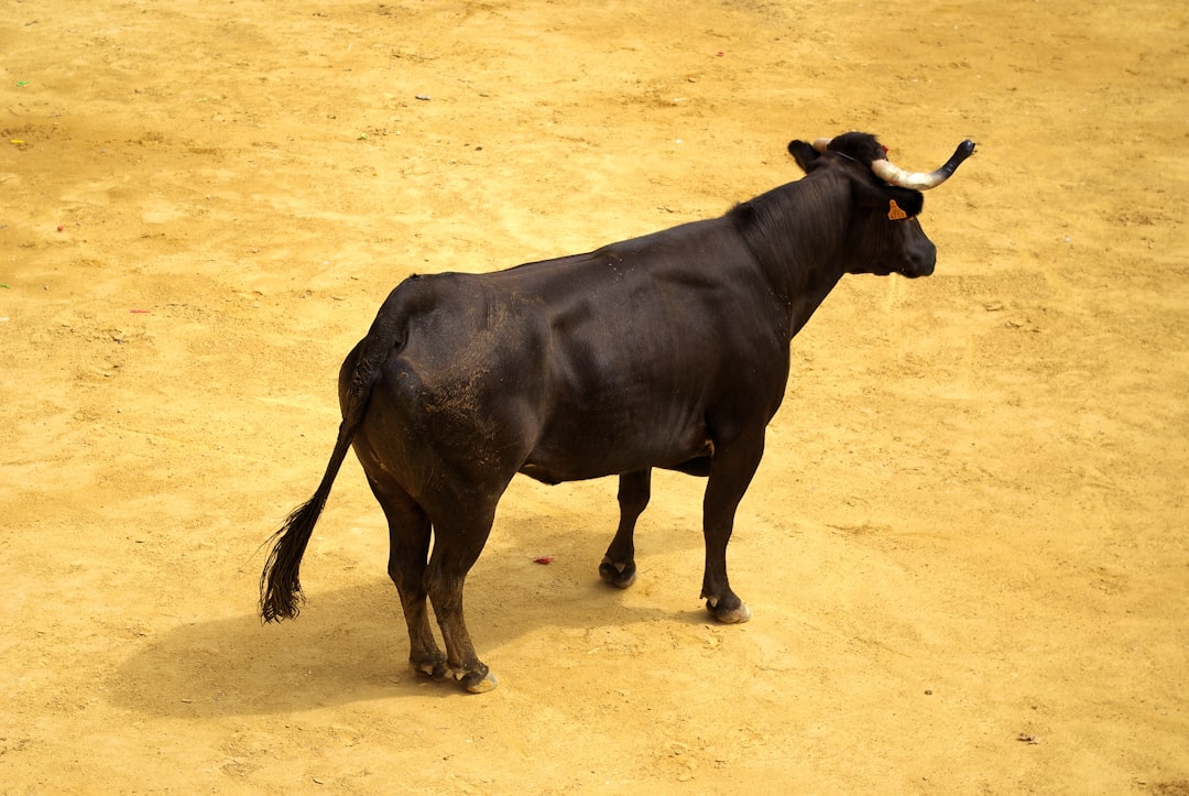 Risks to consider in the bull case