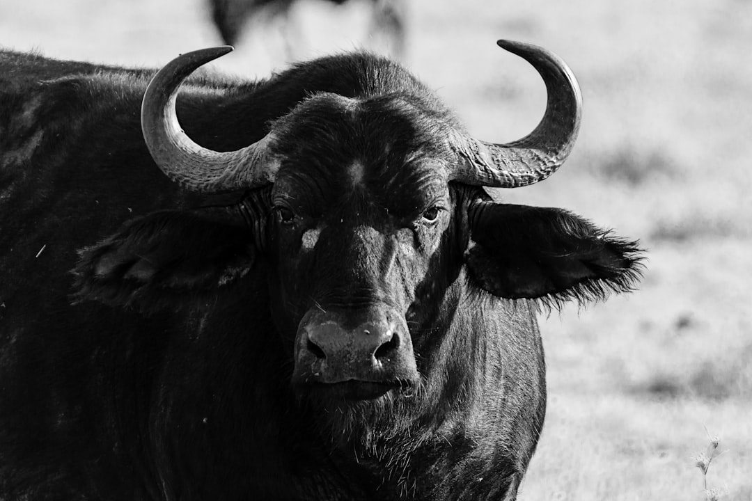 Market Reaction: Bulls vs. Regulators, and the ETF Contingent