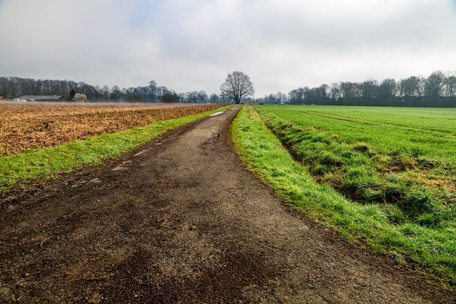 The Path Forward and Market Risks
