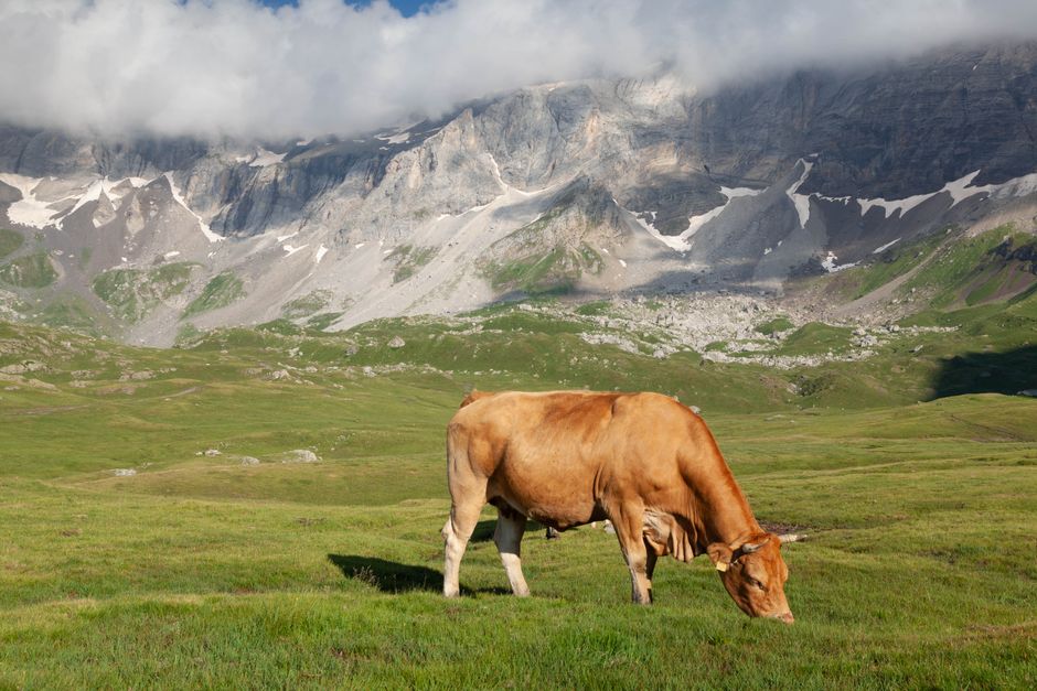 How To Navigate The Colostrum Landscape