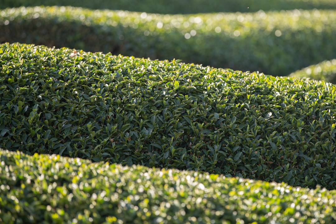 How the Hedge Was Supposed to Work
