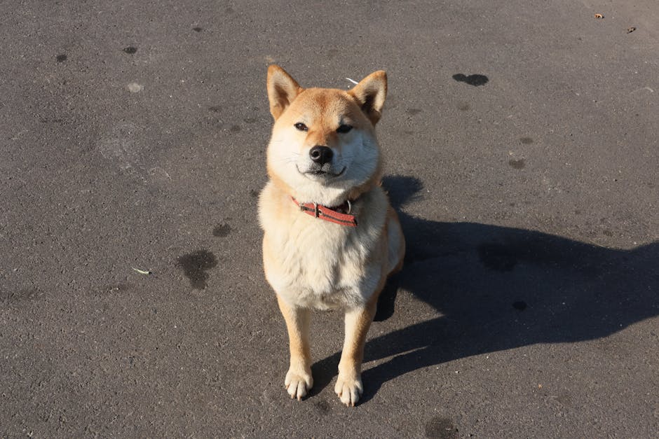 Shiba Inu: Community-Driven Buzz Meets Real-World Utility
