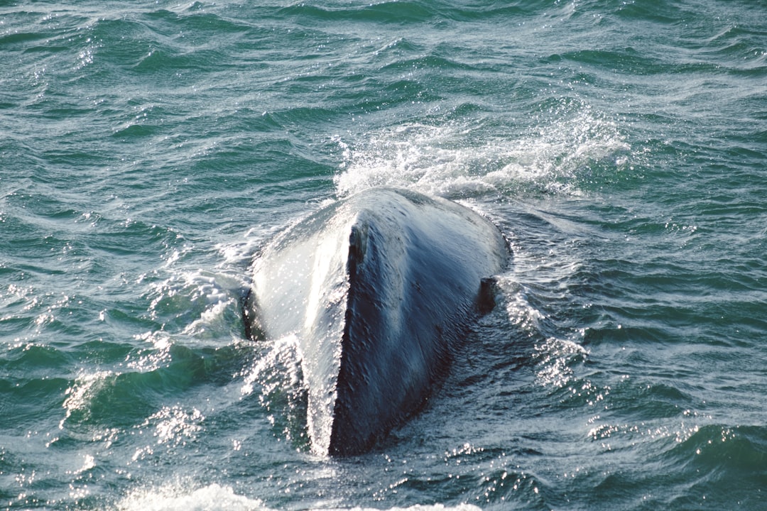 Whale Activity: The Broader Picture