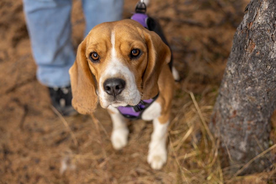 What’s Next for the Beagles and the Shelter System