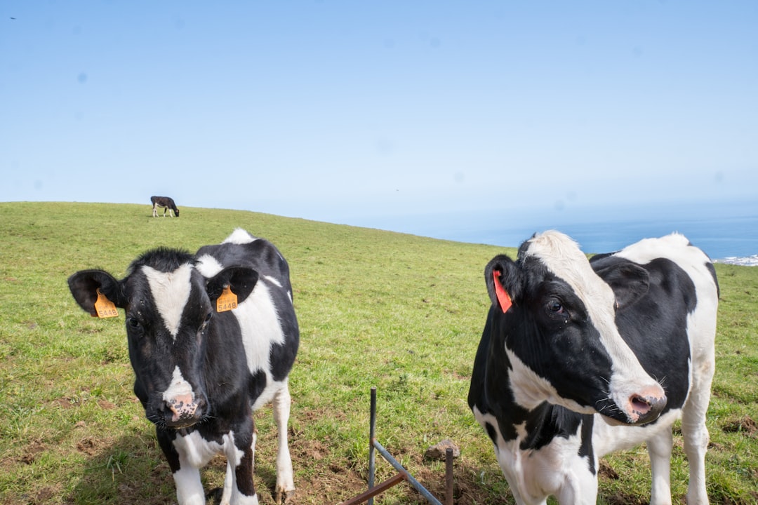 How Immigration Policy Impacts Dairy