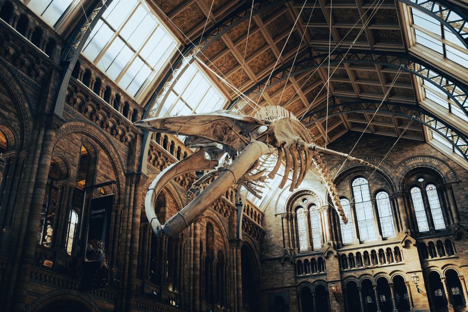 The Road Ahead for the Dinosaur Bones Market Roars