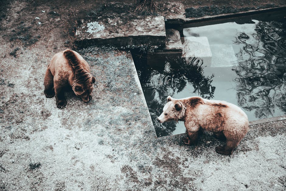 The Bears: Why the Valuation Could Be a Red Flag