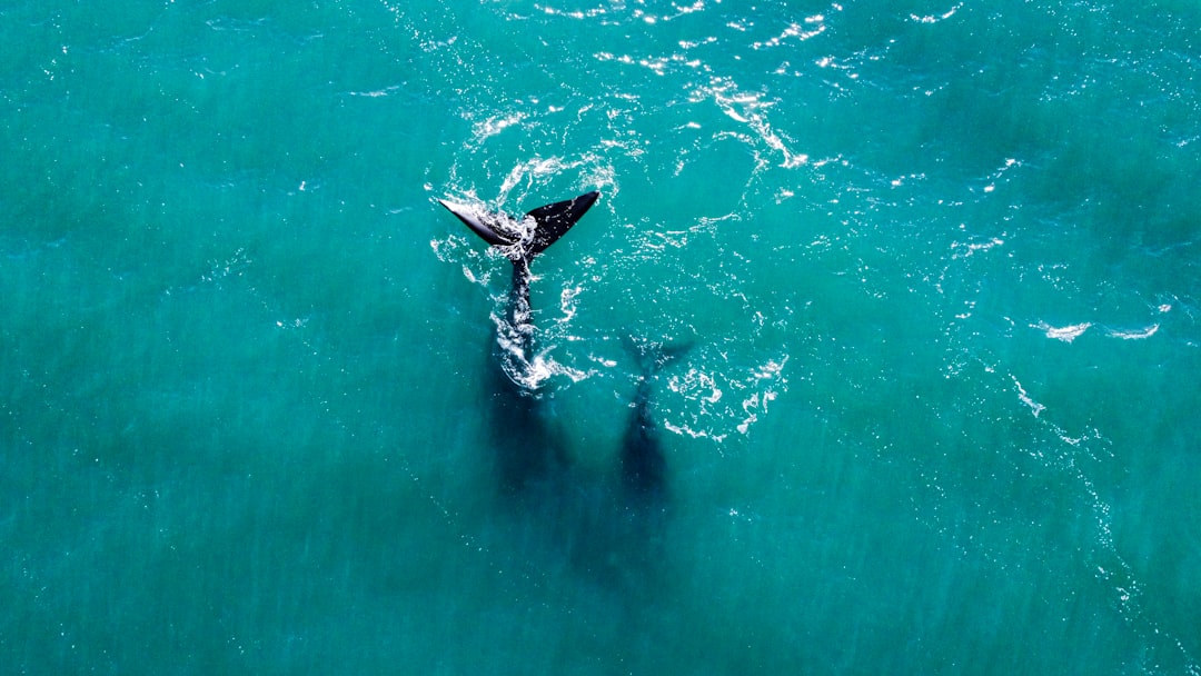 Whale Activity, Positioning, and the Moon Mentality