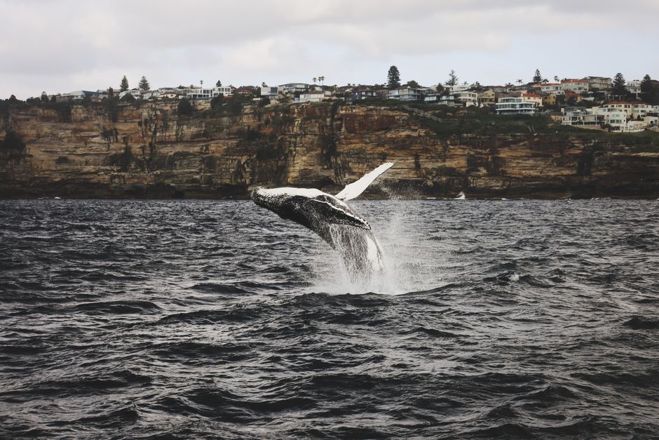 Whale activity and on-chain dynamics