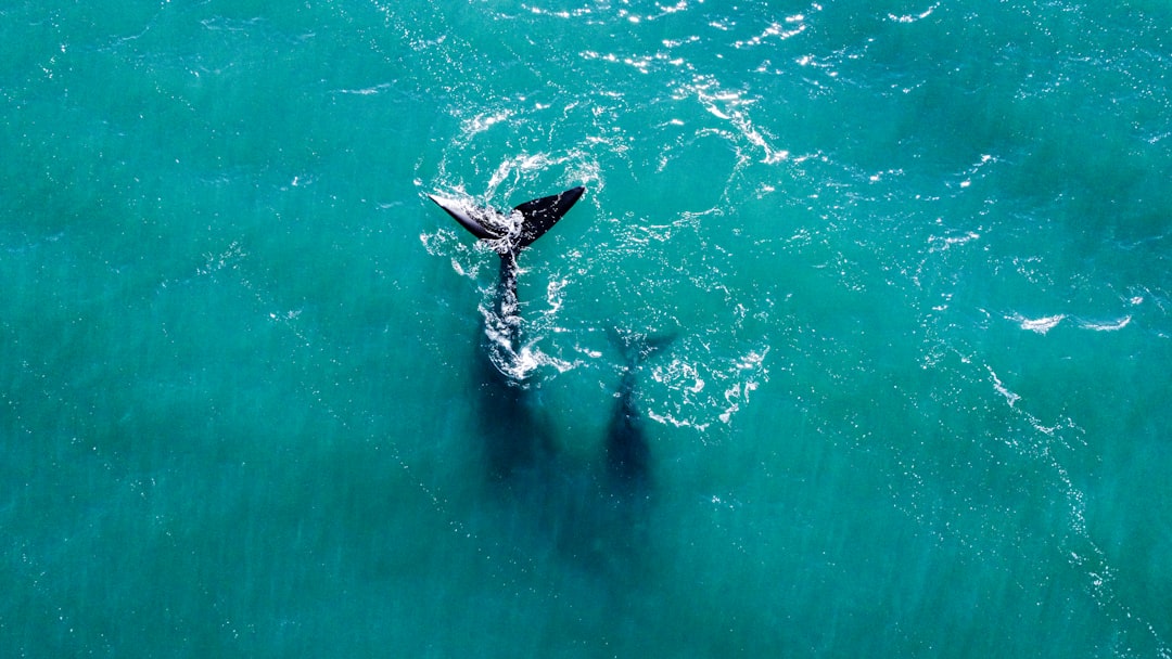 Whale Activity and Supply Shifts