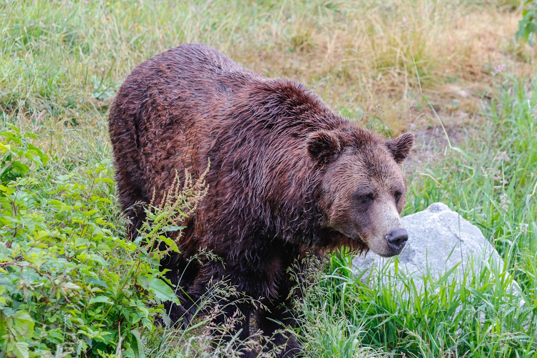 Analyst Views: A Split Between Bears and Optimists