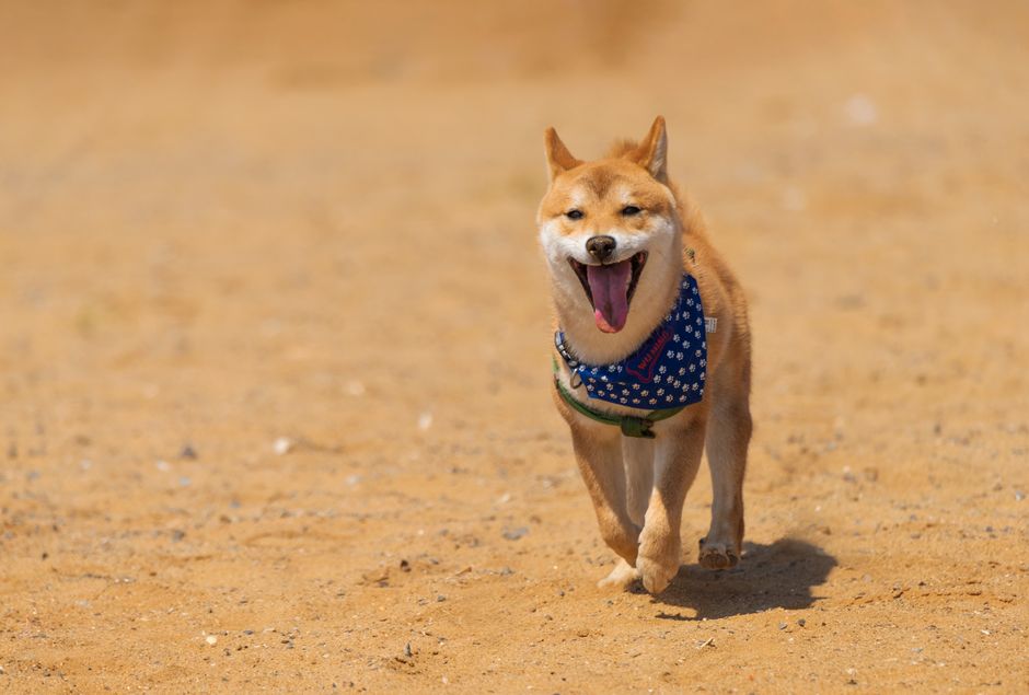The Big Question: Can DOGE Run Again?