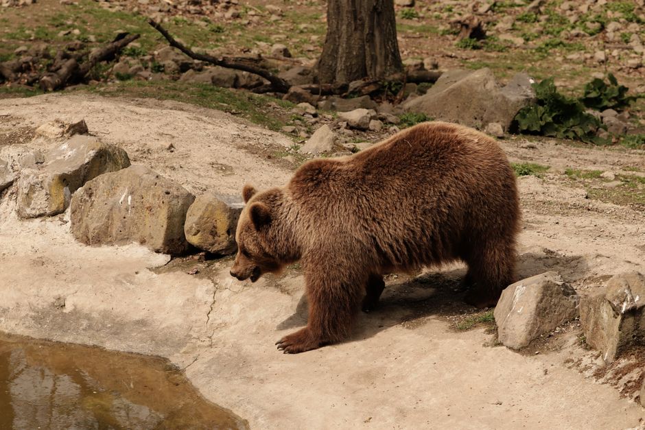 Why The Stock Has Mumbled Lower: The Bear Case