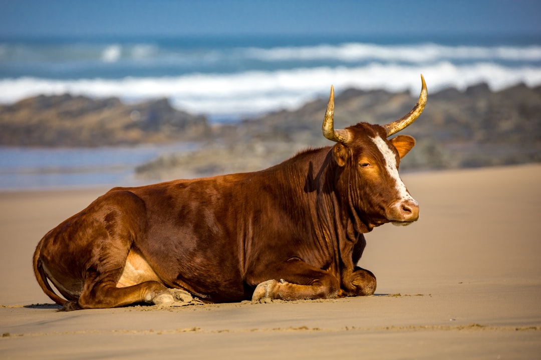 Why Investors Are Split: The Bulls and Bears