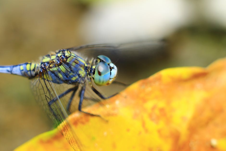 Key Takeaways From Dragonfly (DFLI) 2026 Earnings