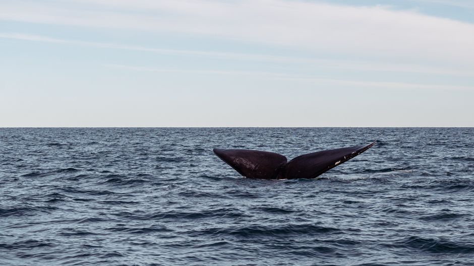 Whale, Derivatives, and On-Chain Signals